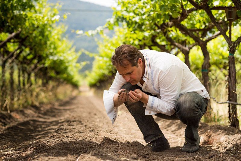 Grgich Hills Winemaker - Ivo Jeramaz, checkign the Soil before the harvest.