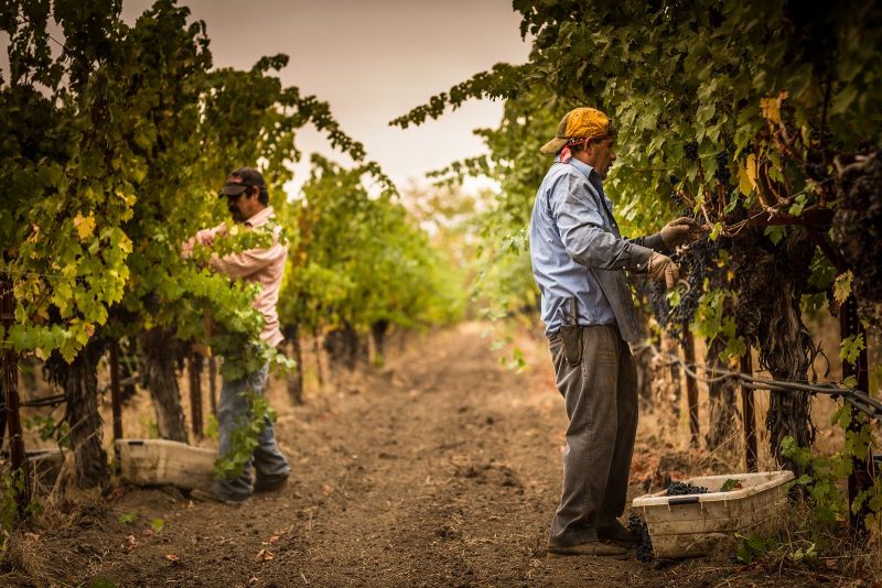 Rutherford Early Morning Harvest, Grgich Hills Winery. Cabernet Sauvignon