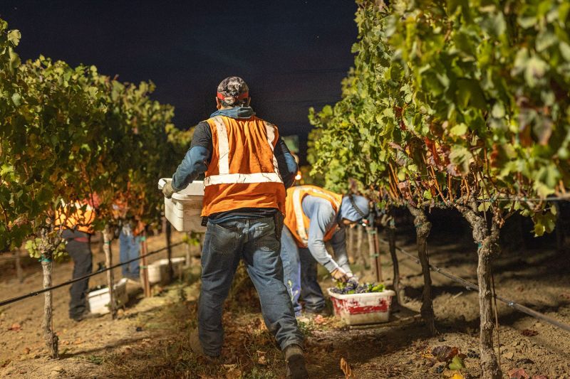 Harvest In Napa Valley
