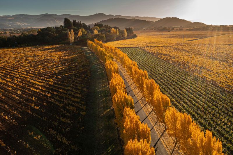 Far Niente Winery ginkgos tree aerial view
