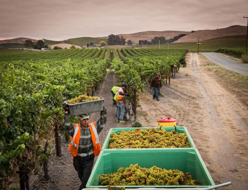 Grgich Hills Harvest Time