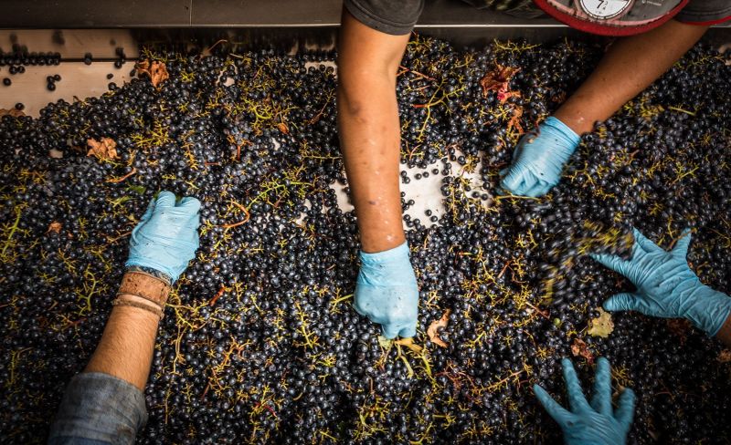 Grgich Hills Harvest Season