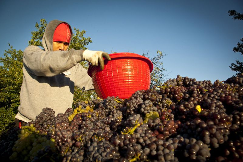 Pinot Grigio Harvest in Friuli. Italy