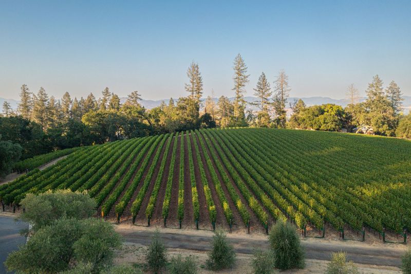 Marciano Estate Vineyard