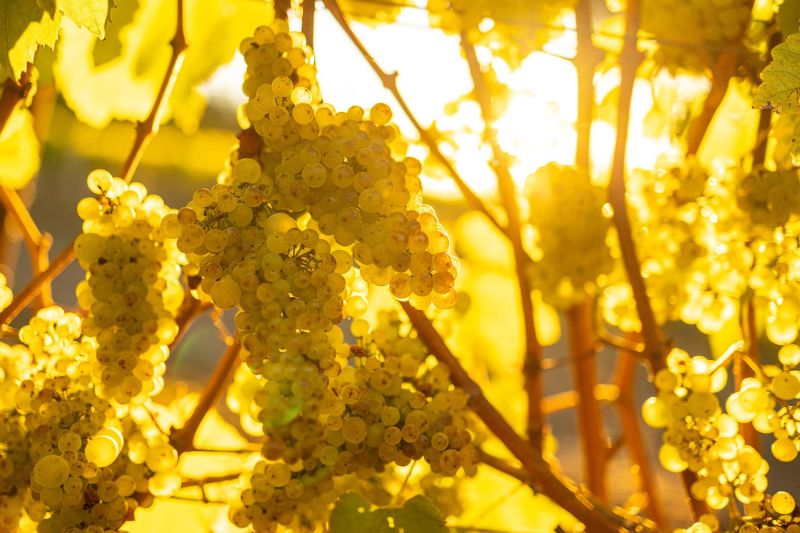 Platt Vineyard, Chardonnay grapes