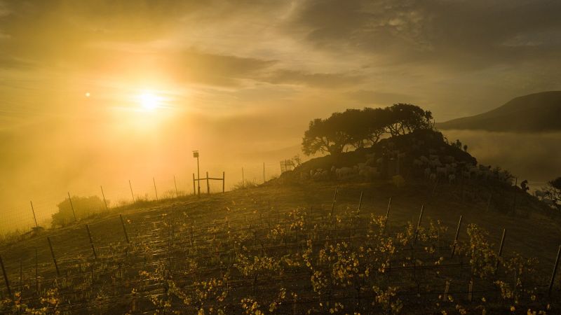 Seasmoke Winery Sunrise