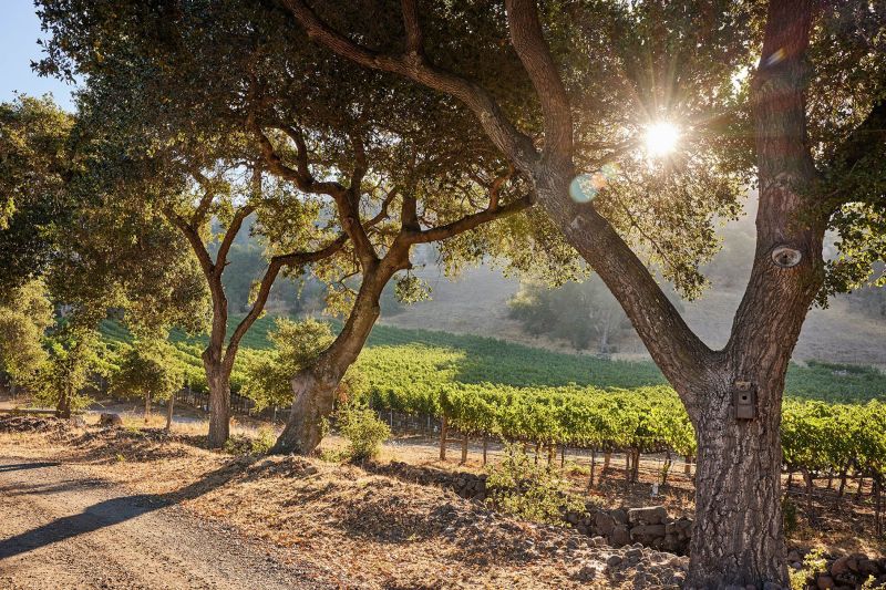 Stags Leap Wine Cellars Vineyards