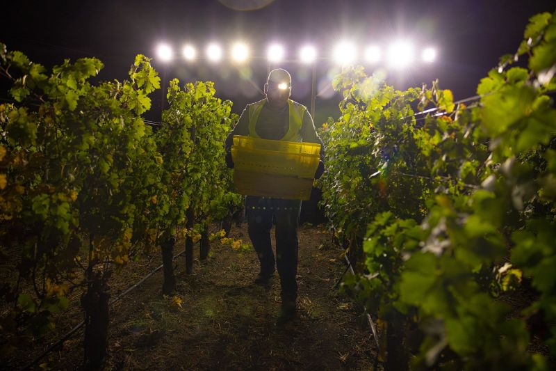 Stags Leap Winegrowers Harvest at Night