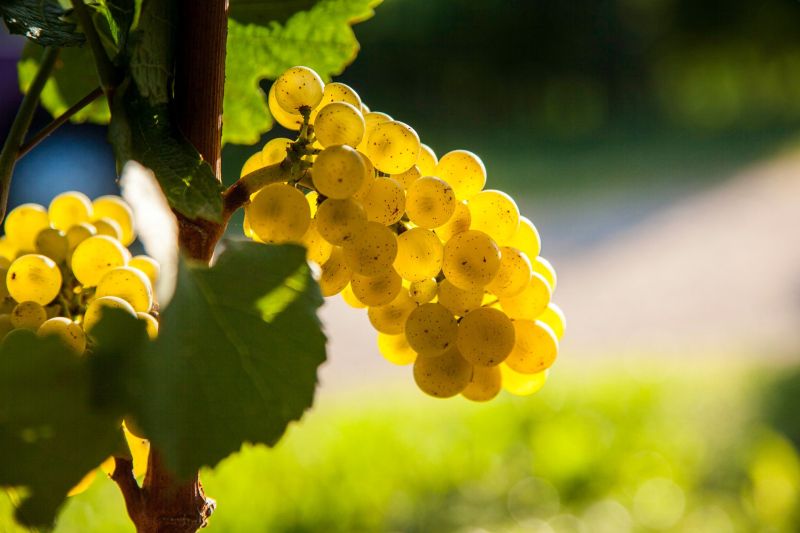 Vie di Romans Chardonnay grape